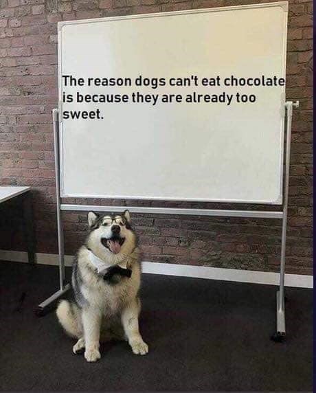 Husky dog with bow tie by whiteboard sharing funny chocolate and dogs joke.