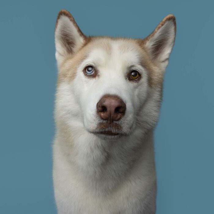 Siberian Husky portrait with heterochromia blue and amber eyes.