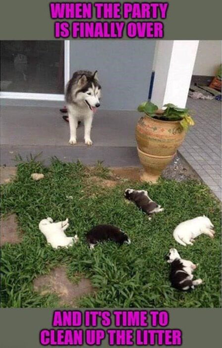 Husky dog watching tired puppies resting after outdoor playtime in a green backyard.