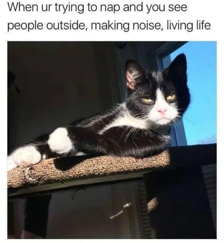 Black and white cat relaxing on perch, annoyed by outside noise and lively activity.