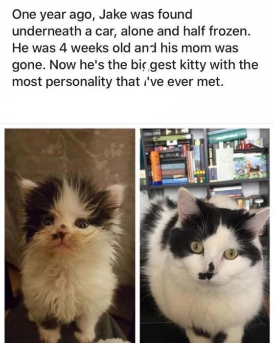 Transformation of Jake the Cat: From Fragile Kitten to Healthy, Confident Feline in One Year.
