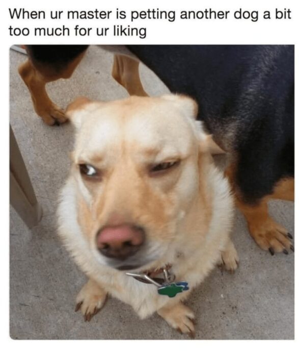 Jealous dog giving a side-eye glance while owner pets another dog.