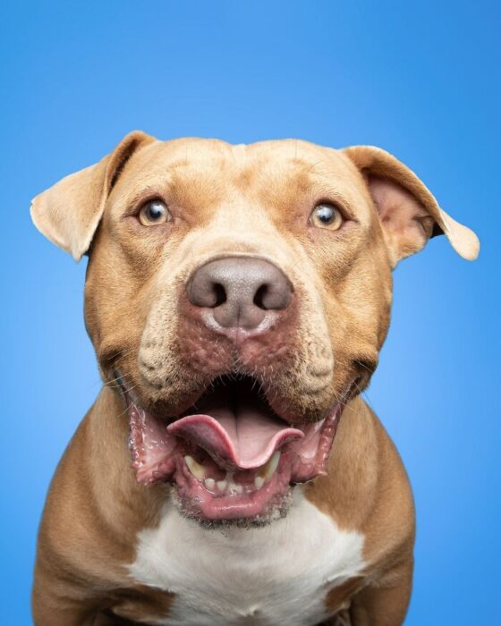 Happy golden brown dog with blue eyes smiling against a bright blue background.