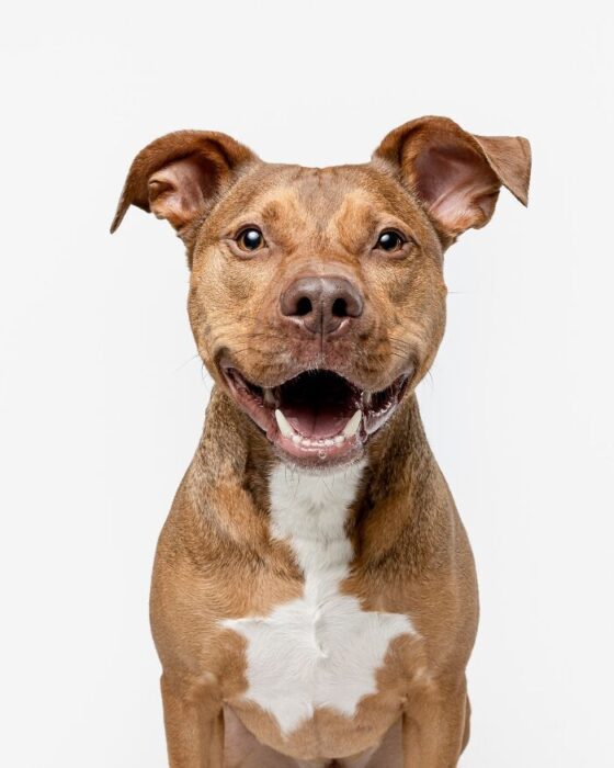 Happy golden-brown dog smiling with a white chest on white background.