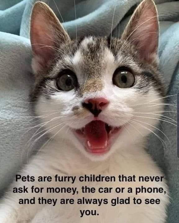 Happy white and gray tabby cat with bright eyes on cozy blue blanket.