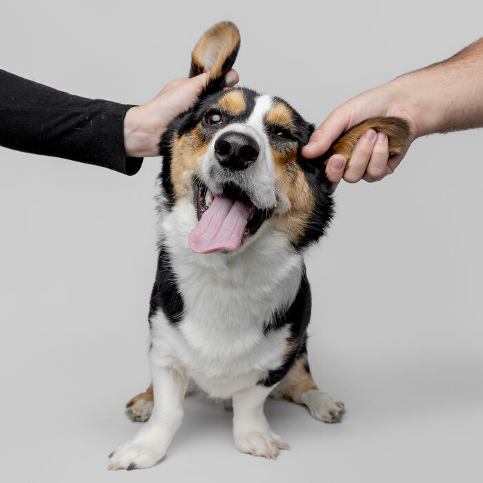 Happy tricolor corgi playfully having ears tugged by affectionate human hands.