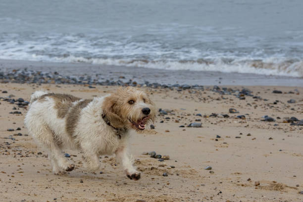Happy dog running on sandy beach with waves and overcast sky.