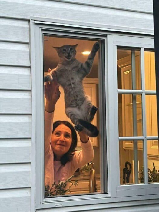 Joyful woman and playful marble-patterned cat interacting through cozy kitchen window.