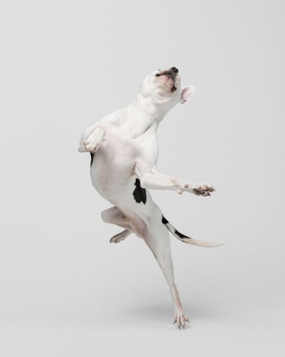 White and black playful dog leaping joyfully against a minimalistic background.