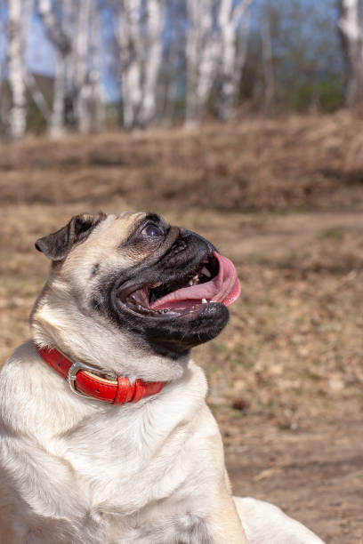 Cute pug dog with a red collar enjoying outdoor spring park scenery.