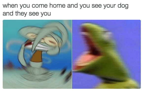 Funny meme of excited Kermit and startled Squidward reacting to seeing their dog.