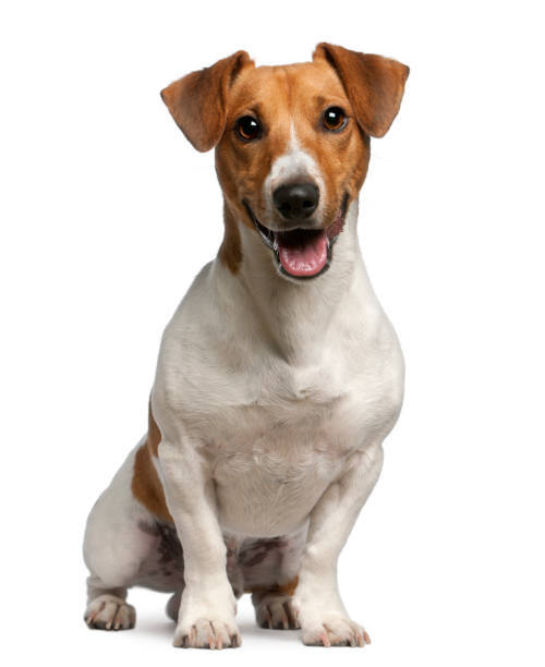 Happy Jack Russell Terrier with white and tan fur, showing a cheerful, energetic expression.