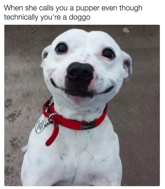 Happy white dog with red collar, smiling and playful, showcasing adorable pet companionship.