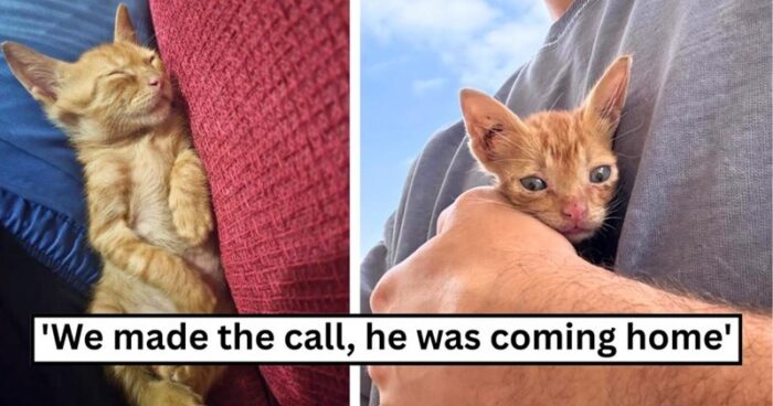 Adopted ginger kitten cuddled and awake, symbolizing new home and joyful pet adoption.