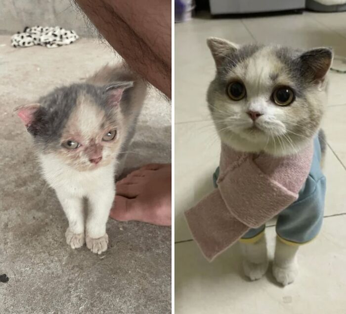 Kitten before and after care transformation showing rescue and cat rehabilitation.