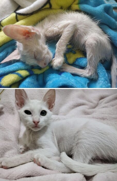 Kitten before and after transformation showing health recovery and heterochromia eyes.