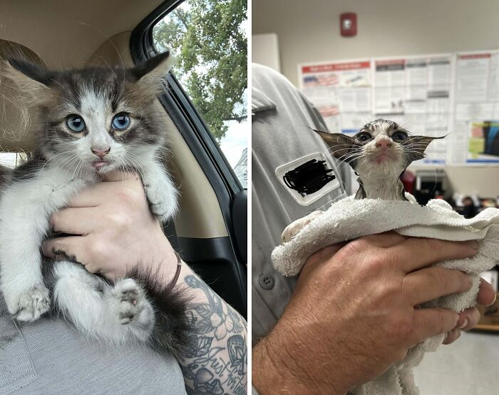 Kitten with blue eyes in car and vet care, showing pet health and care journey.