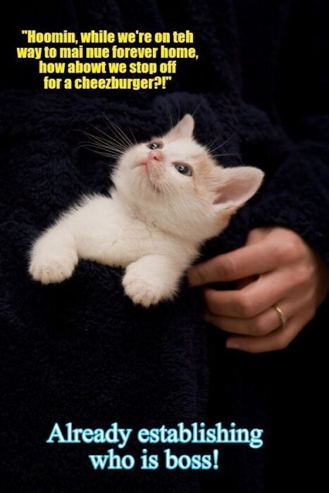 Cute kitten in a pocket with playful text about being the boss and craving a cheeseburger.