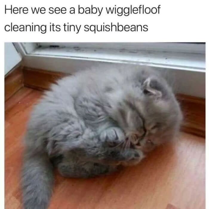 Fluffy gray kitten grooming near window with tiny paws on wooden floor.