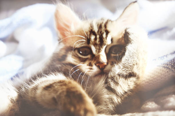 Cute tabby kitten relaxing on cozy blanket with sparkling eyes and playful, relaxed pose.