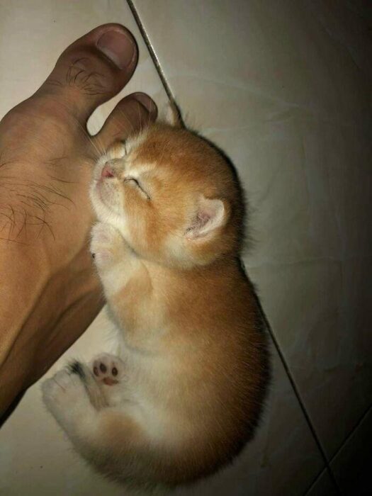 Adorable orange and white kitten sleeping next to a human foot on tiled floor.
