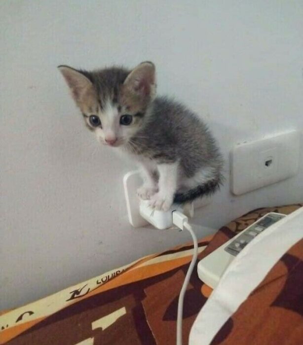 Cute gray kitten perched on electrical socket exploring indoors with curious and playful expression.