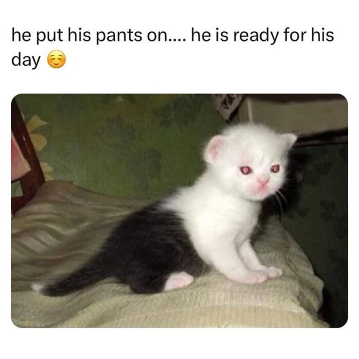 Adorable white kitten with black patches, looking curious and mischievous, ready for adventure in cozy home.