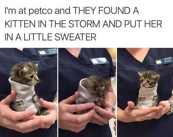 Cute rescued kitten in sweater, supported by pet store worker during shelter recovery.