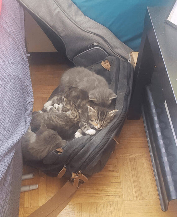 Adorable kittens snuggling in a cozy backpack in a warm, domestic home setting.