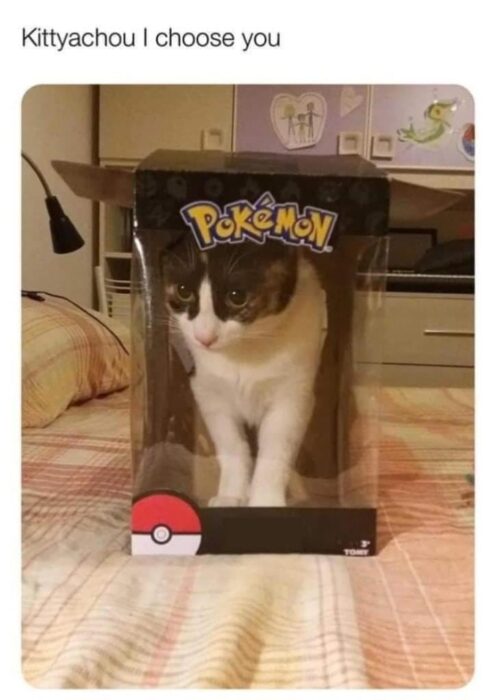 Cute cat in a Pokémon-themed plastic box with Kittyachou I choose you caption.