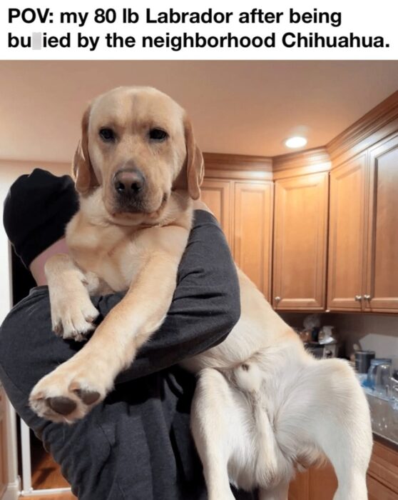 Large Labrador dog held by owner in cozy kitchen, humorously overshadowed by a tiny Chihuahua.