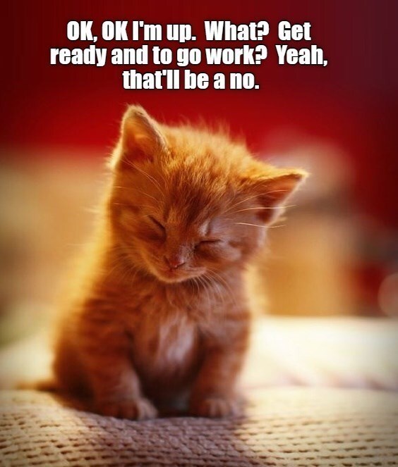 Cute orange kitten lounging in bed, representing laziness and cozy feline relaxation.
