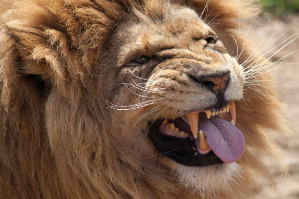 Close-up of a majestic lions face showcasing powerful features and golden mane in wildlife habitat.