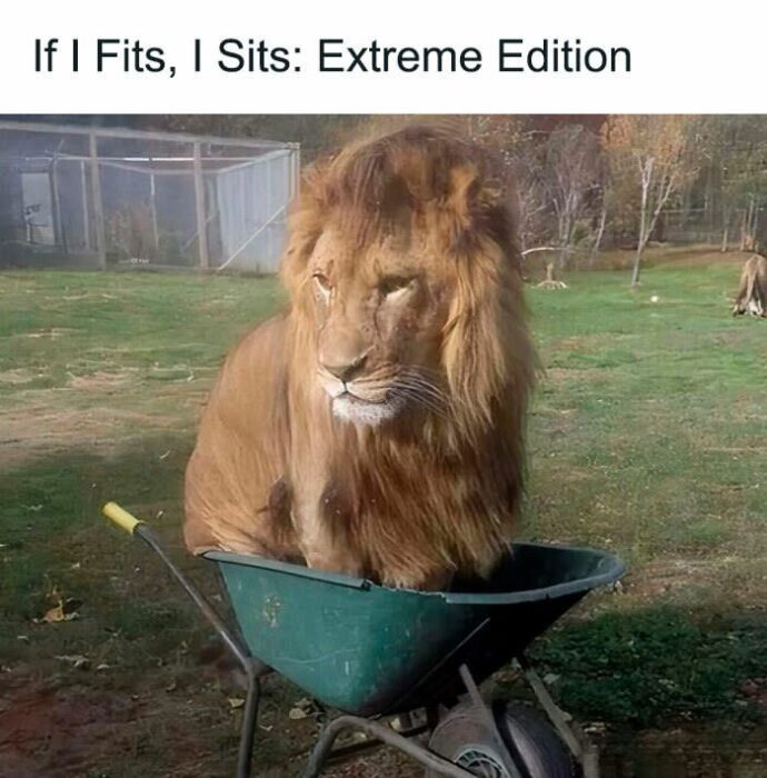 Lion lounging playfully inside a green wheelbarrow outdoors with natural background.