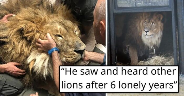 Lion reunites with other lions after six lonely years, showcasing healing and animal rescue success.