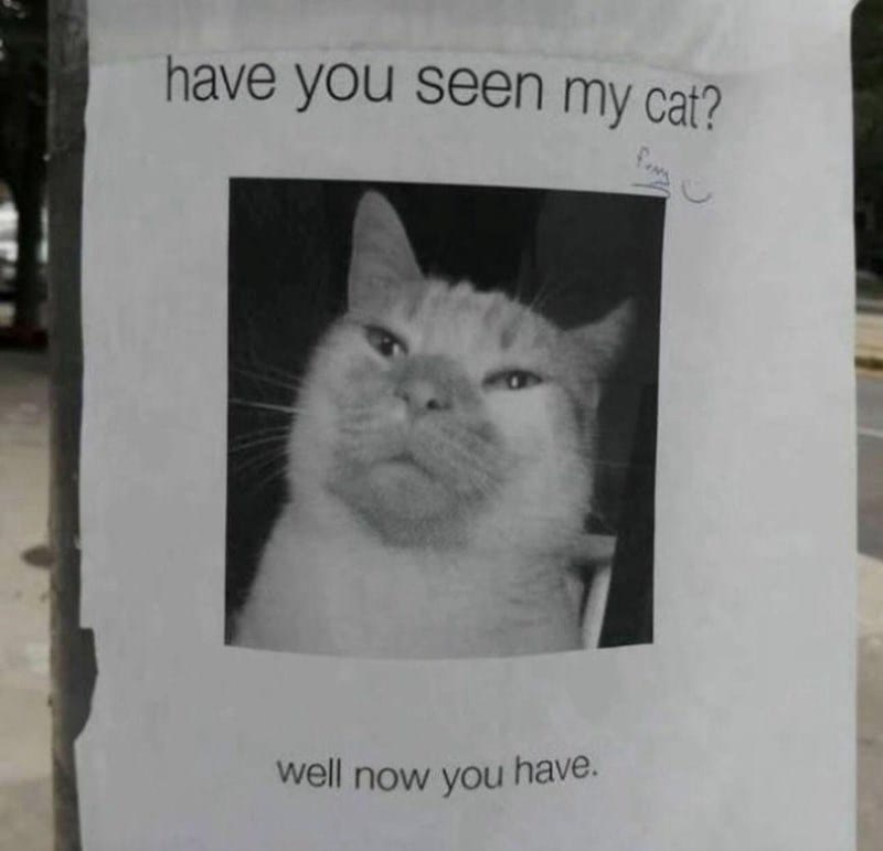 Humorous lost cat poster with a vintage black-and-white photo and witty message.