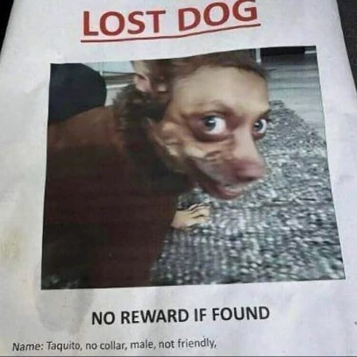 Humorous lost dog flyer featuring quirky Taquito with funny face and no reward mention.