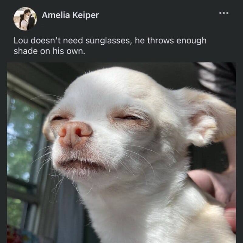 Cute Chihuahua Lou with relaxed expression, casting shade and showing confident, playful attitude at home.