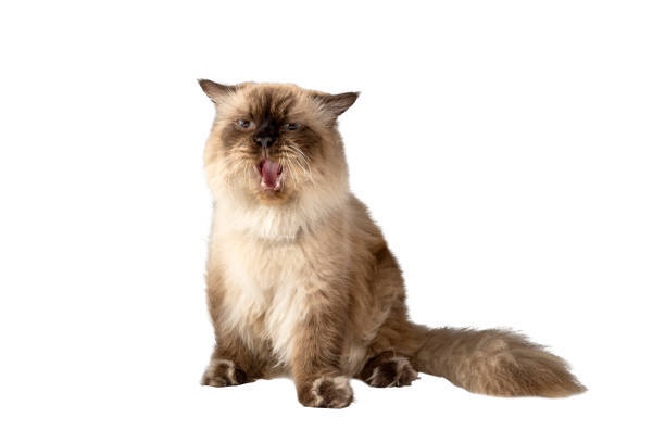 Cream and light brown fluffy cat with blue eyes yawning, relaxing on a white background.