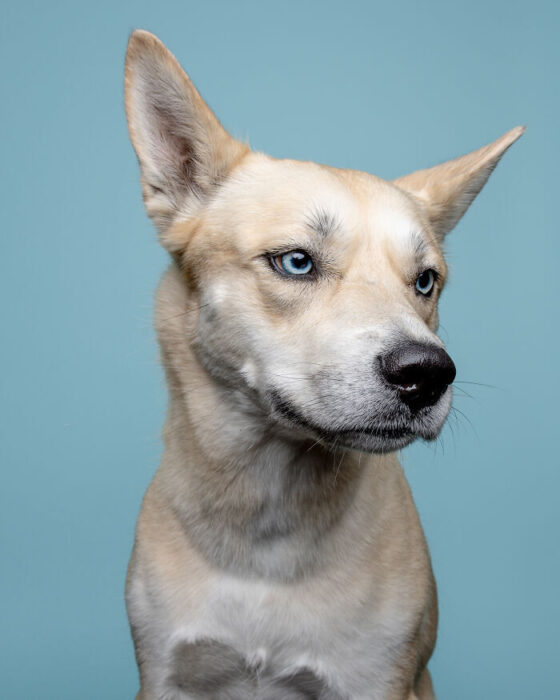 Beautiful cream-colored dog with icy blue eyes and alert ears against pastel blue background.
