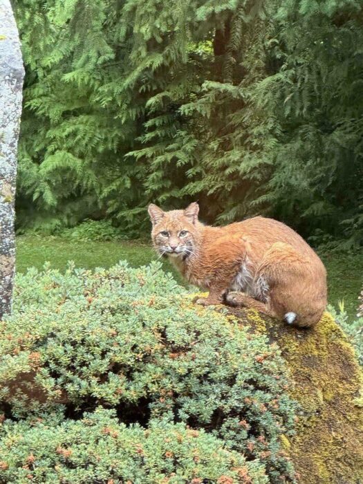 Wild bobcat perched on mossy rock in lush woodland, showcasing feline alertness and natural habitat.