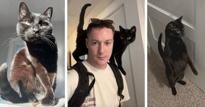 Man enjoying playful moments with black cats in a sunlit cozy home.