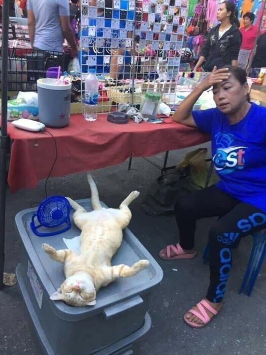 Relaxed orange tabby cat in market basket amid busy outdoor market scene.