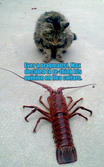 Adorable tabby cat Max faces a large lobster with humorous feline curiosity.