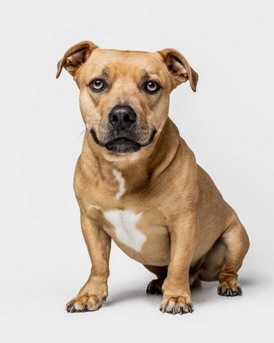 Adorable light brown dog with white chest patch, blue-oval eyes, and confident stance.