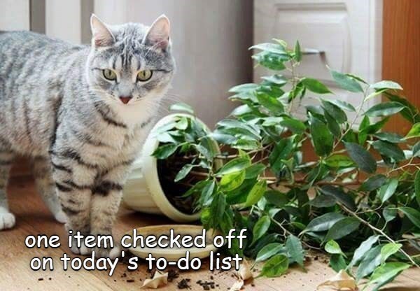 Curious gray tabby cat with a toppled plant and soil spill creates playful indoor chaos.