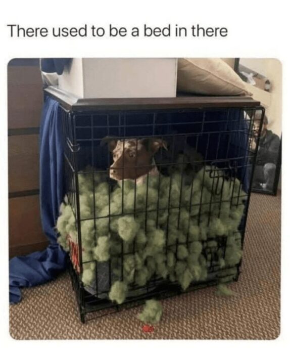 Playful dog surrounded by fluffy aftermath of destroyed dog bed inside crate.