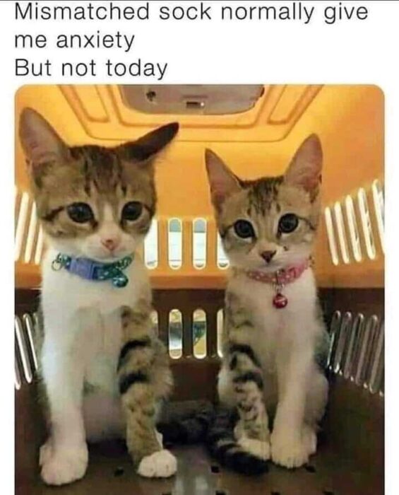Two curious tabby kittens in a cozy carrier with colorful collars and playful expressions.