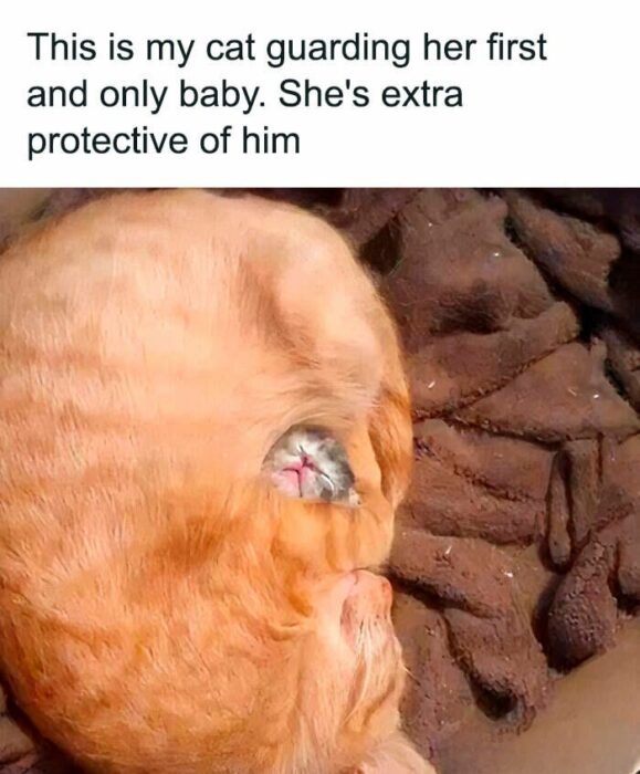 Mother cat protects kitten in cozy blanket, showcasing maternal bond and feline care.