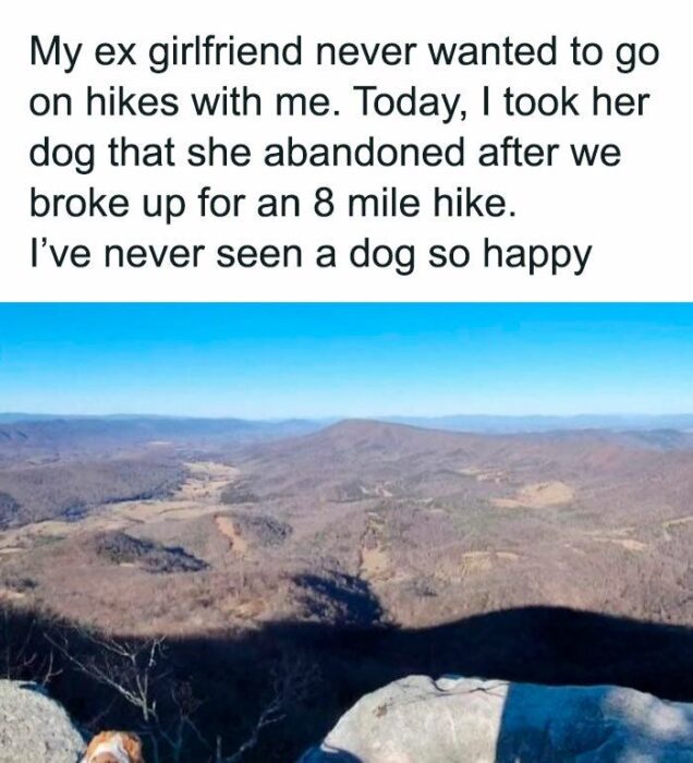 Joyful dog exploring picturesque hilly landscape during an eight-mile mountain hike adventure.